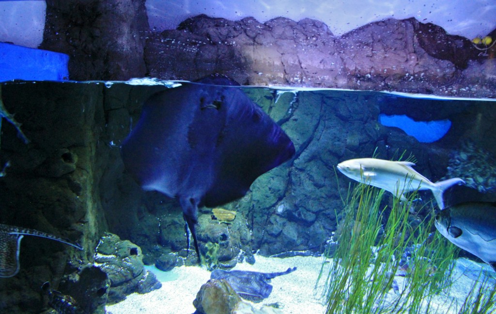 Foto: Acuario - Sevilla (Andalucía), España