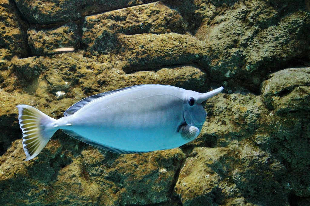 Foto: Acuario - Sevilla (Andalucía), España