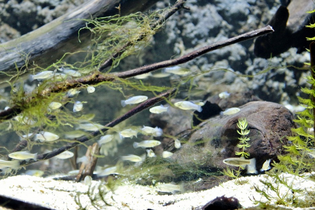 Foto: Acuario - Sevilla (Andalucía), España