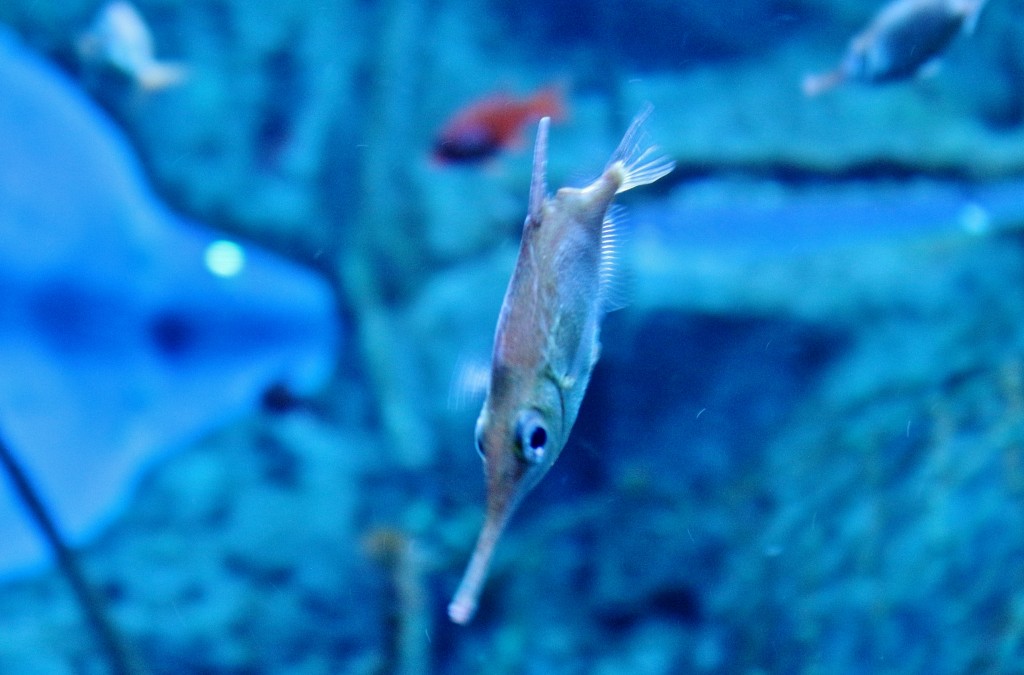 Foto: Acuario - Sevilla (Andalucía), España