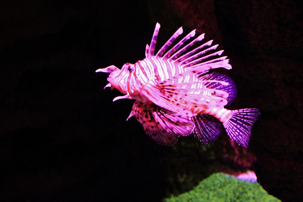 Foto: Acuario - Sevilla (Andalucía), España