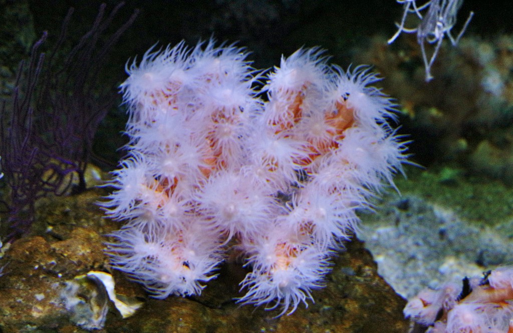 Foto: Acuario - Sevilla (Andalucía), España