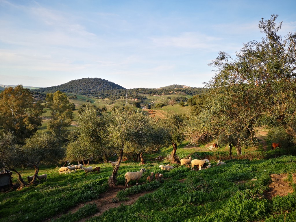 Foto de Algar (Cádiz), España