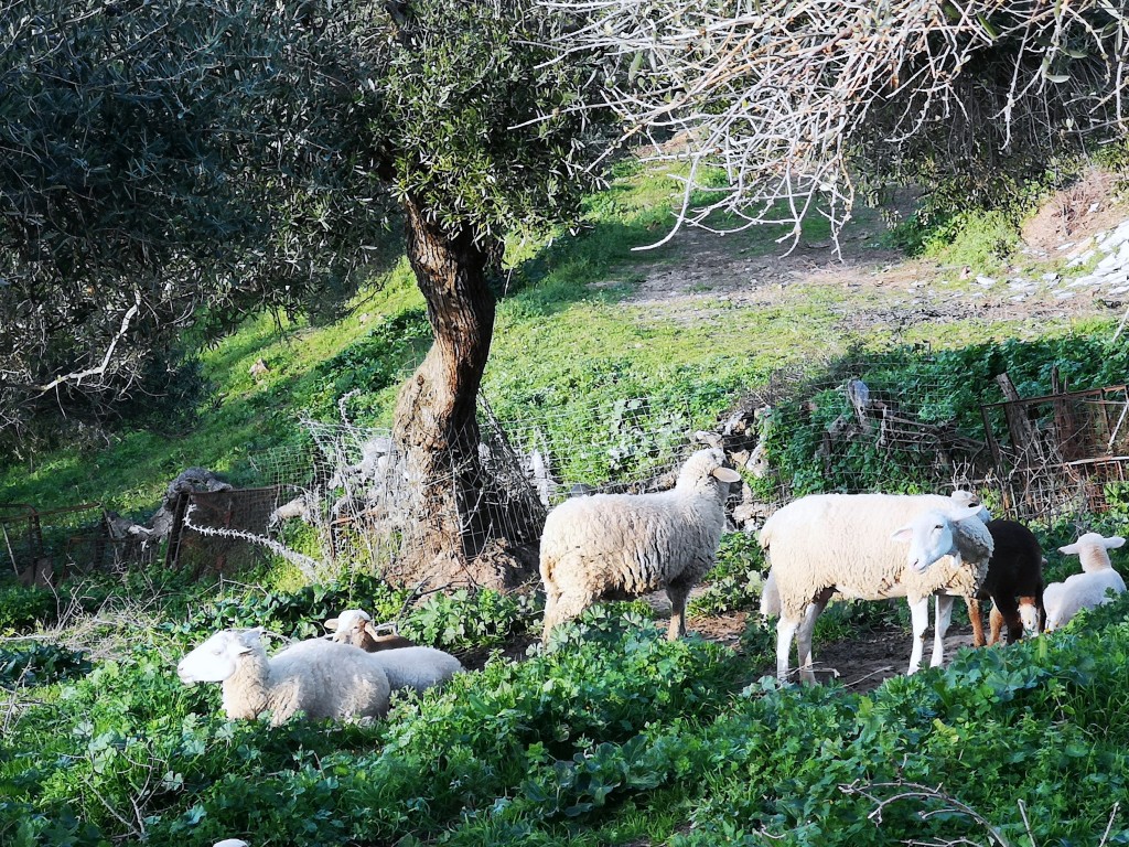 Foto de Algar (Cádiz), España