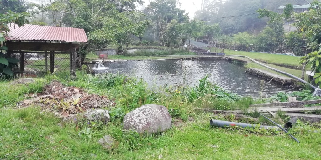 Foto: Truchas NeNE - Bajos del Toro (Alajuela), Costa Rica