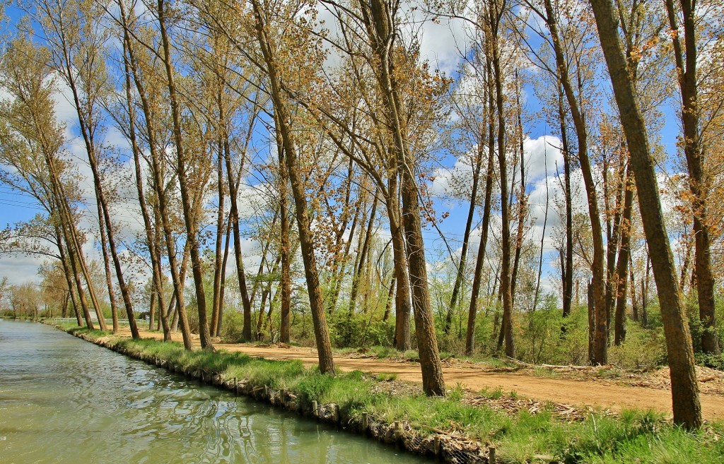 Foto: Canal de Castilla - Medina de Rioseco (Valladolid), España