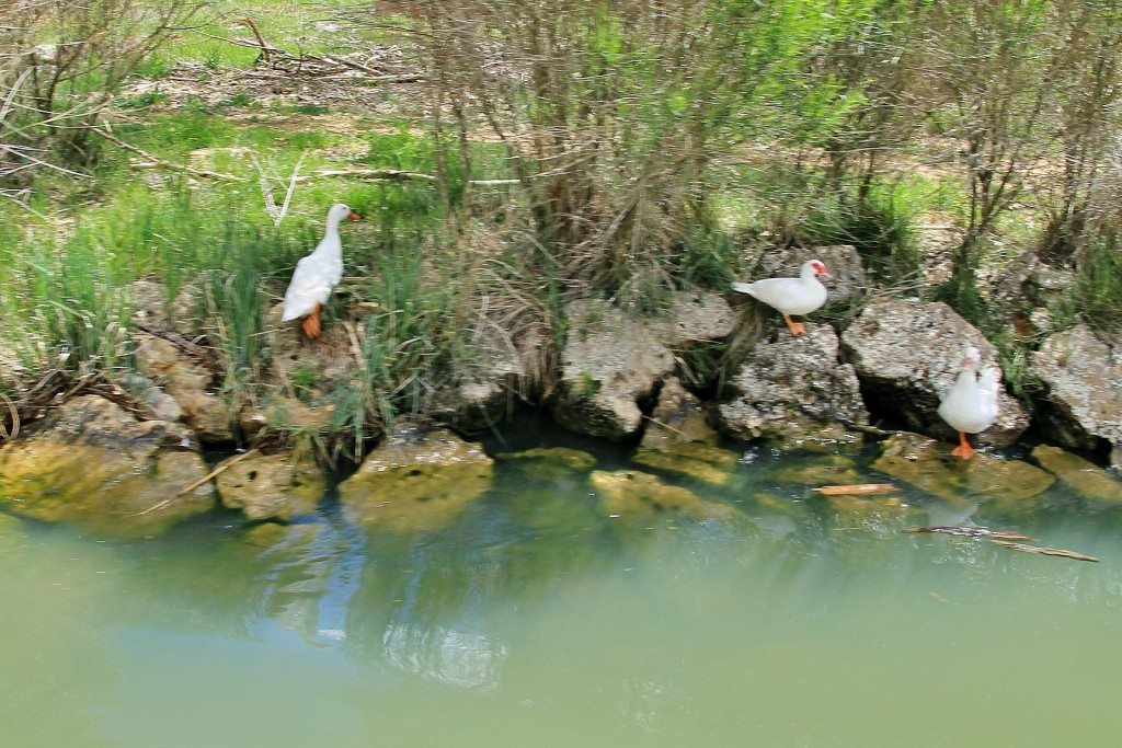 Foto: Canal de Castilla - Medina de Rioseco (Valladolid), España