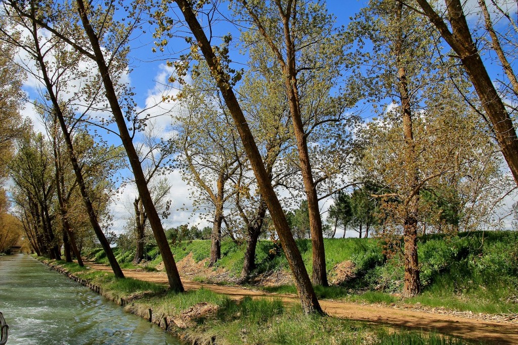 Foto: Canal de Castilla - Medina de Rioseco (Valladolid), España