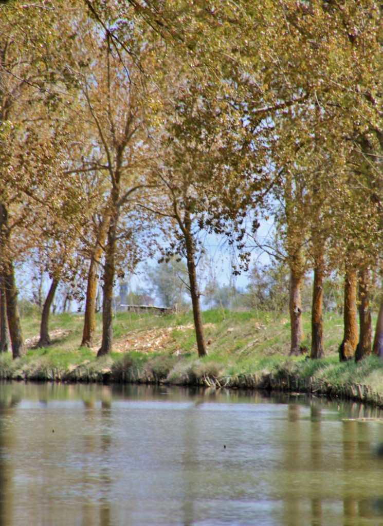 Foto: Canal de Castilla - Medina de Rioseco (Valladolid), España