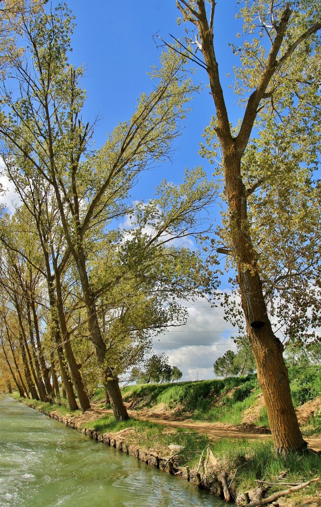 Foto: Canal de Castilla - Medina de Rioseco (Valladolid), España