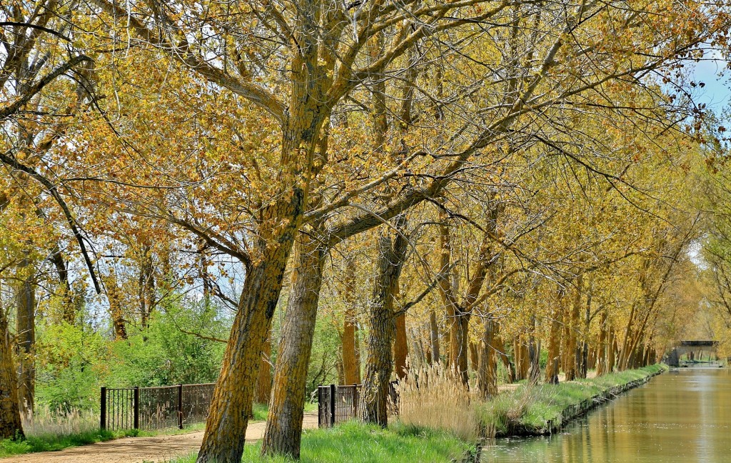 Foto: Canal de Castilla - Medina de Rioseco (Valladolid), España