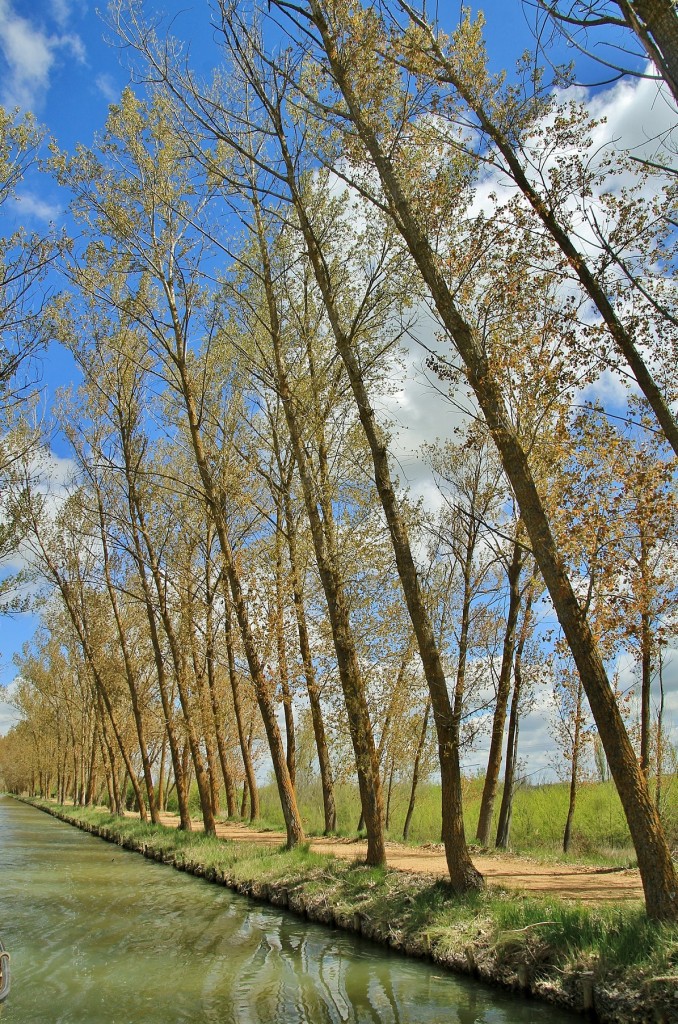 Foto: Canal de Castilla - Medina de Rioseco (Valladolid), España