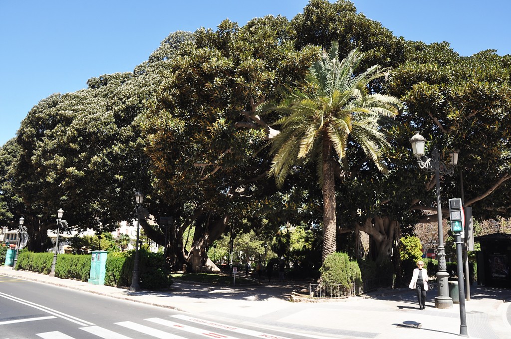 Foto: Arbol monumental de la Glorieta - Valencia (València), España