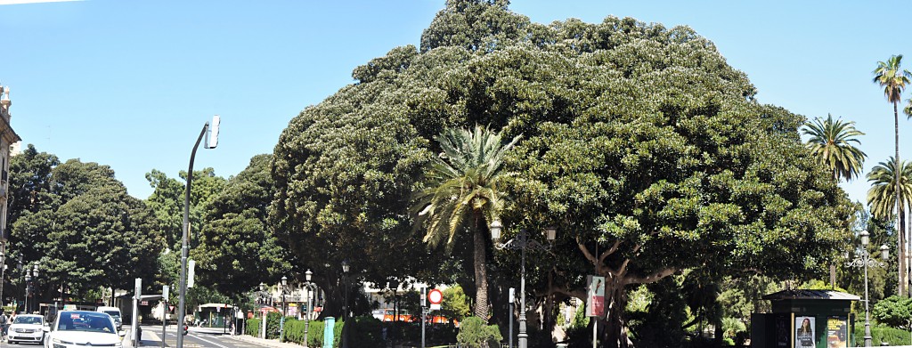 Foto: Vista general de la glorieta - Valencia (València), España