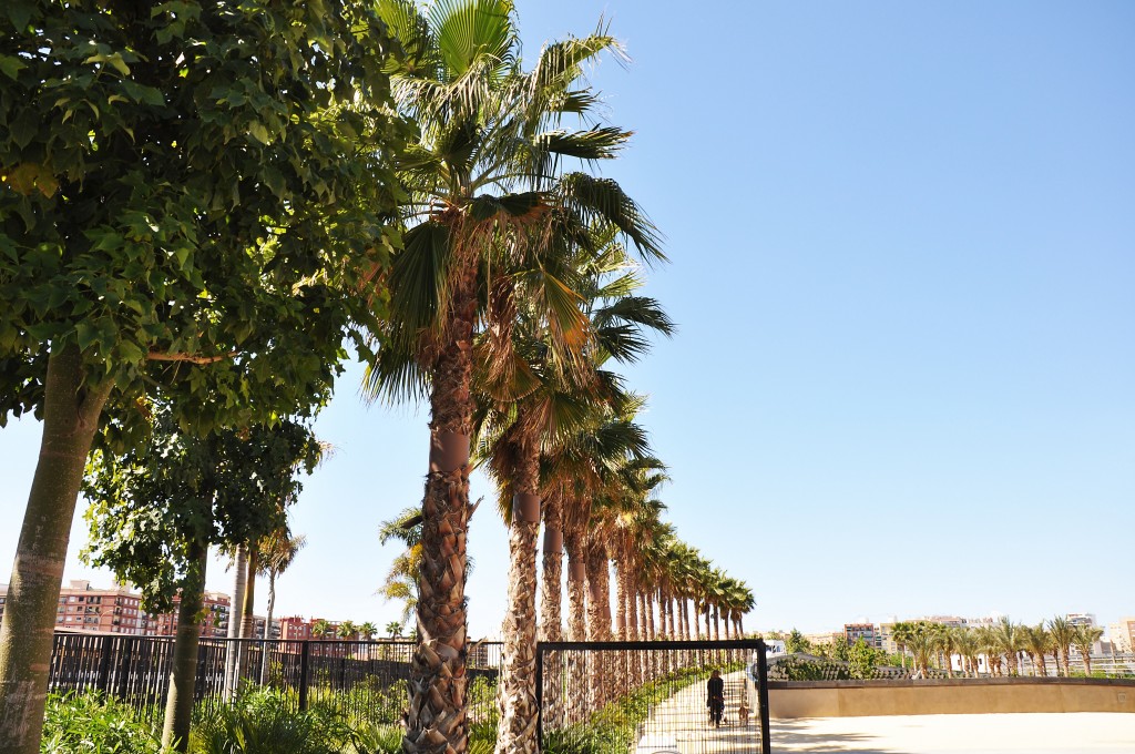 Foto: Palmeral del Parque Central - Valencia (València), España