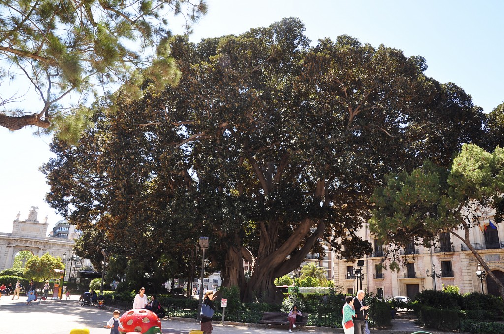 Foto: Arbol monumental del Panterre - Valencia (València), España