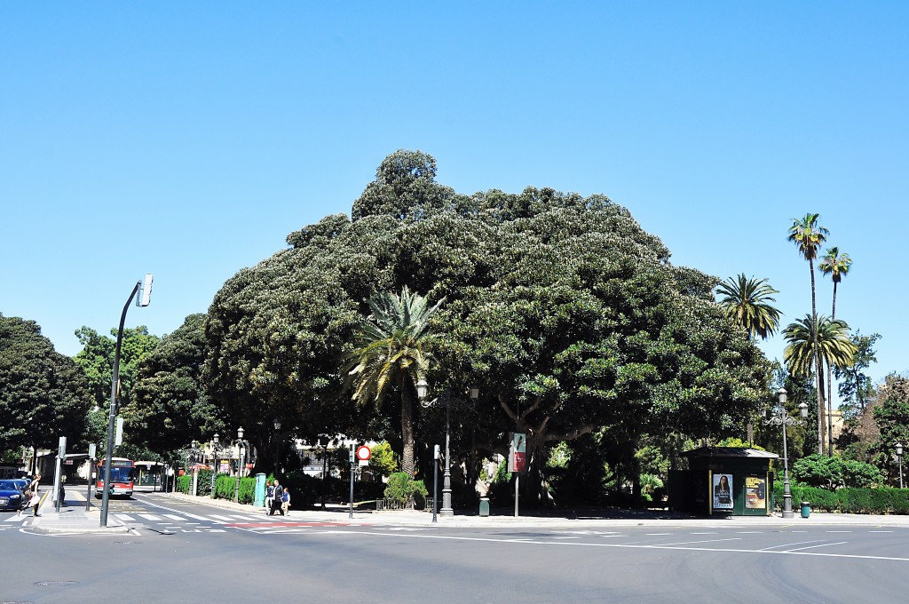 Foto: Arbol monumental de la Glorieta - Valencia (València), España