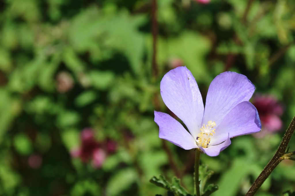 Foto: Flor del Parque Central - Valencia (València), España