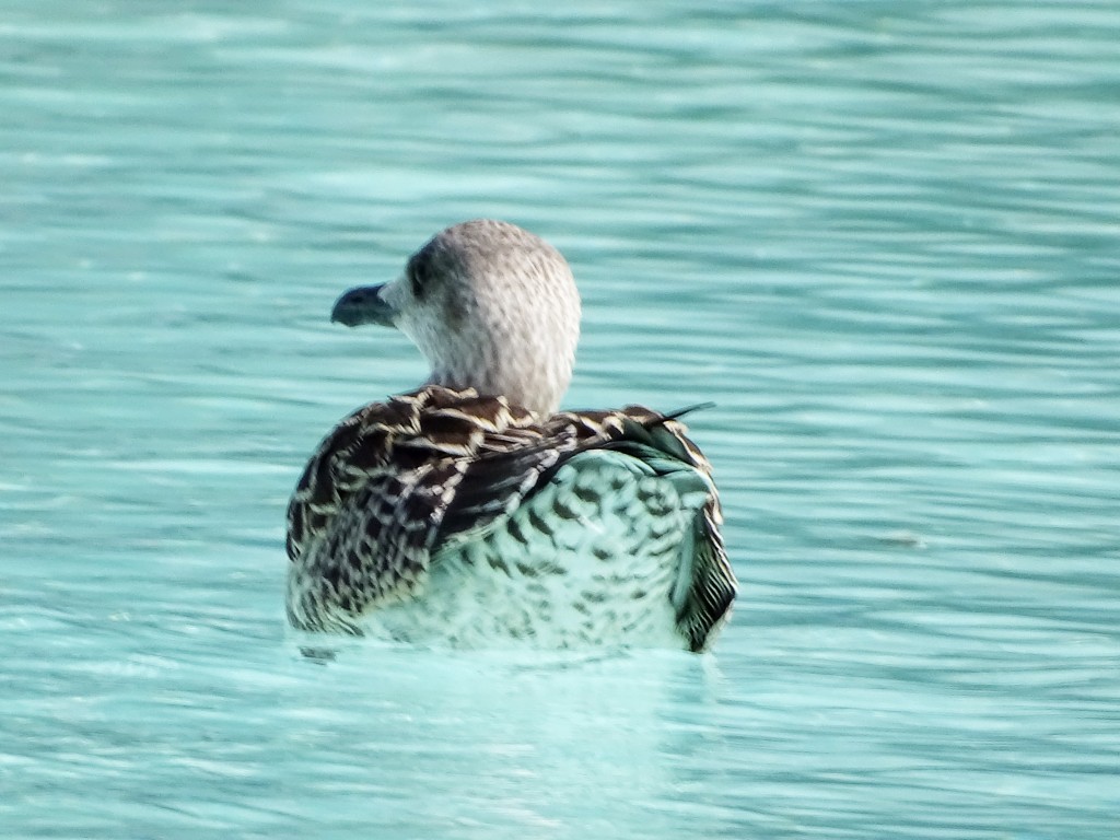 Foto: Pato refrescandose en el lago - Valencia (València), España