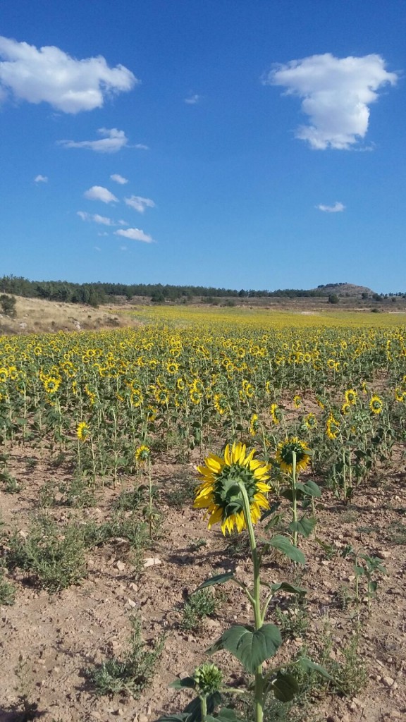 Foto de Milmarcos (Guadalajara), España