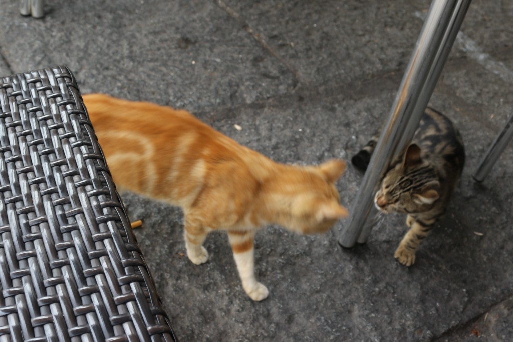 Foto: Gatitos - Jerez de los Caballeros (Badajoz), España