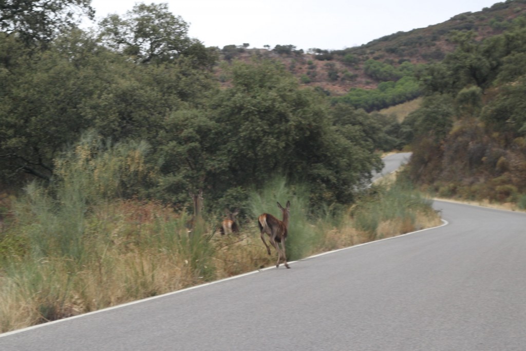 Foto: Por la carretera - Fuente del Arco (Badajoz), España