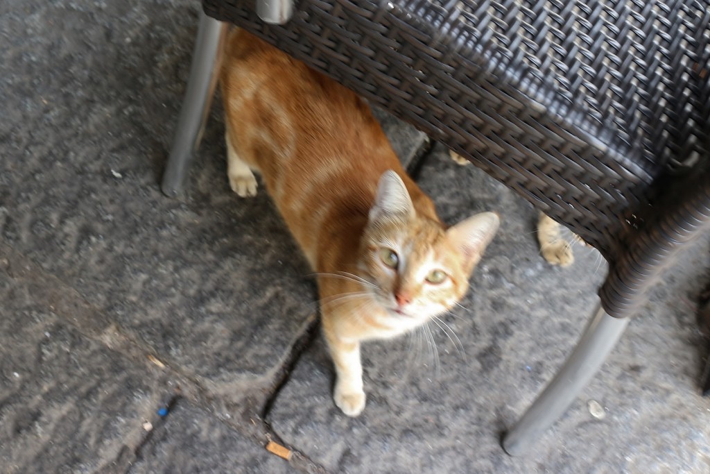 Foto: Gatito - Jerez de los Caballeros (Badajoz), España