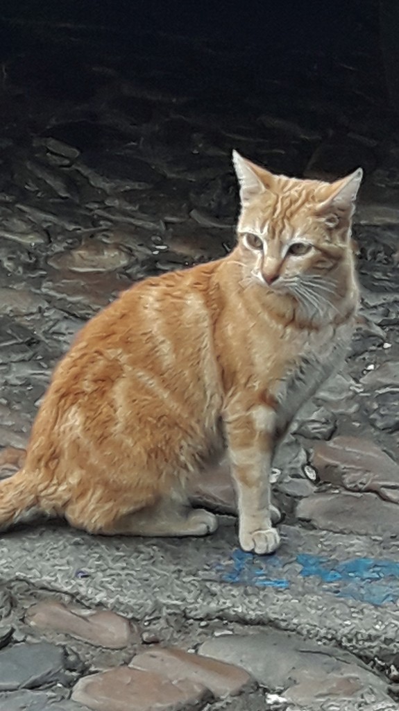 Foto: Gatito - Jerez de los Caballeros (Badajoz), España