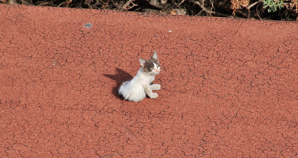 Foto: Gatito - Zafra (Badajoz), España