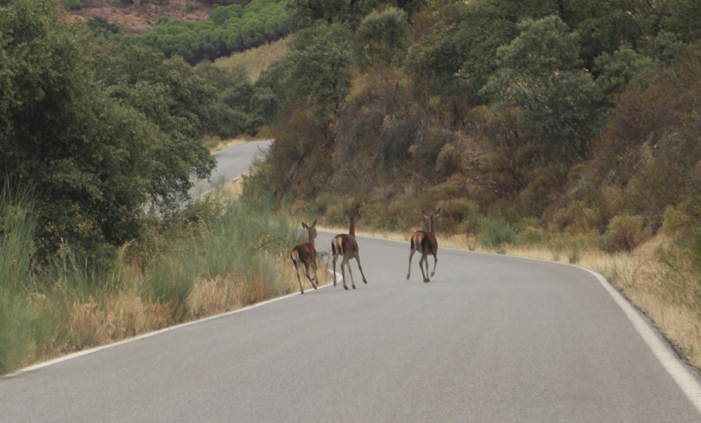 Foto: Por la carretera - Fuente del Arco (Badajoz), España