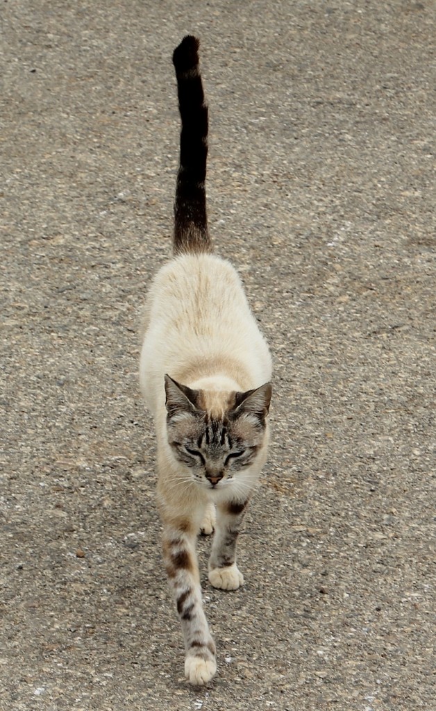 Foto: Gatito - Fuente del Arco (Badajoz), España