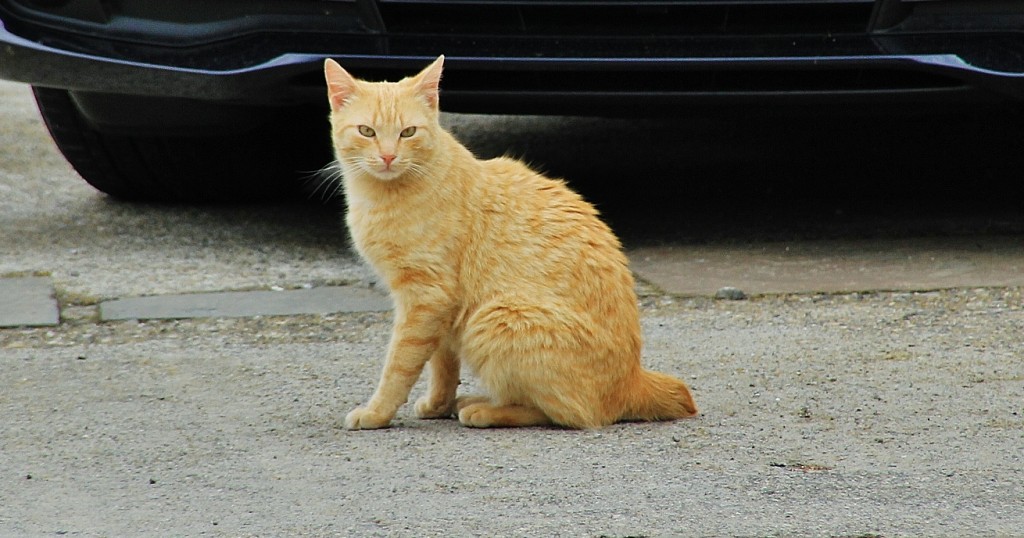 Foto: Gatito - El Pueyo de Araguás (Huesca), España