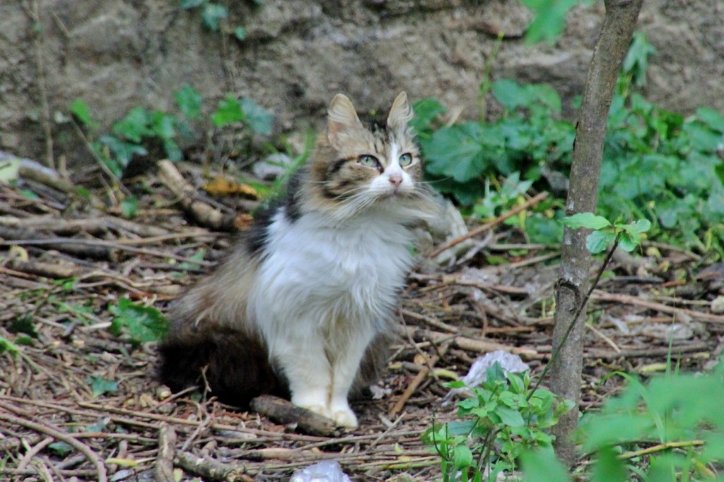 Foto: Gatito - Elorrio (Vizcaya), España