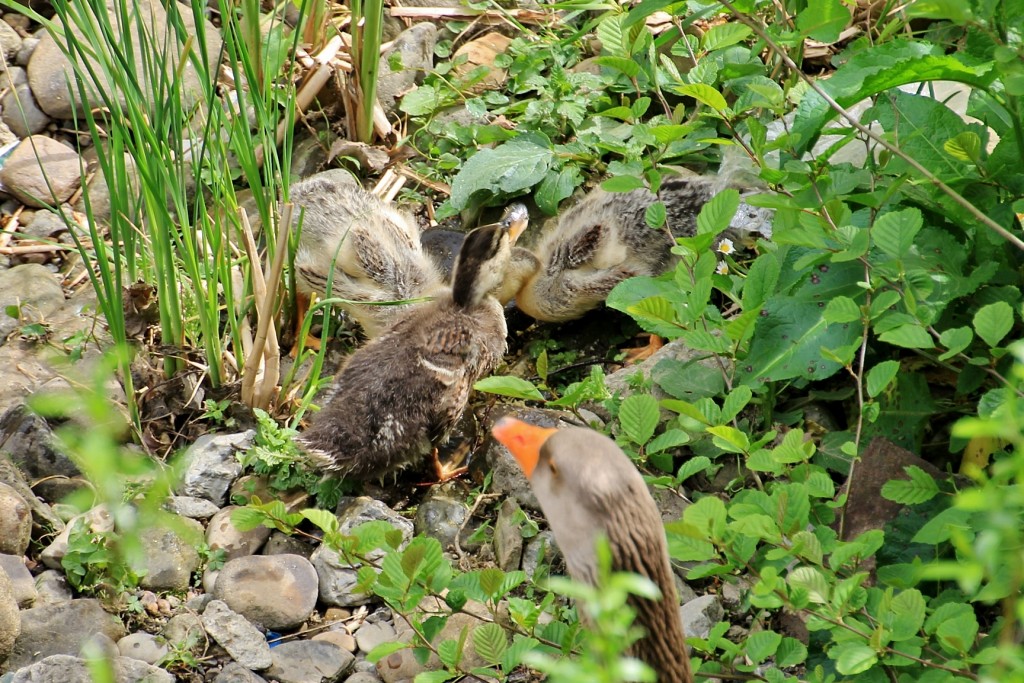 Foto: Patitos - Elorrio (Vizcaya), España