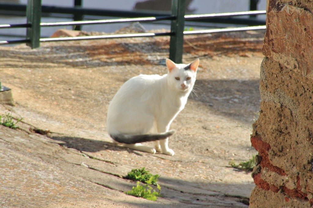 Foto: Gatito - Magacela (Badajoz), España