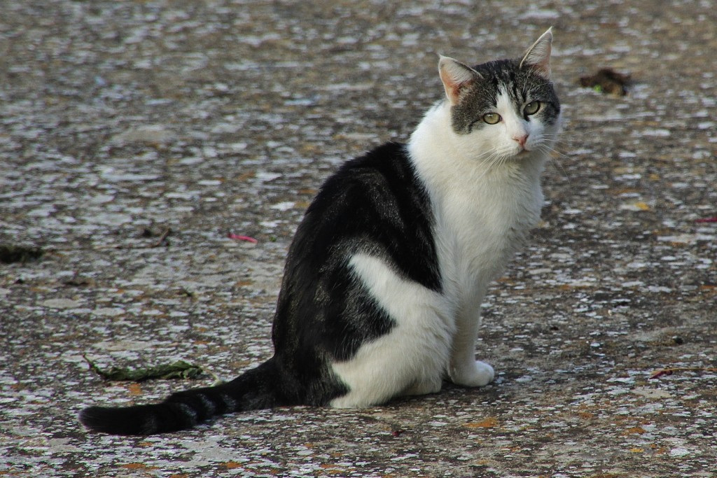 Foto: Gatito - Magacela (Badajoz), España