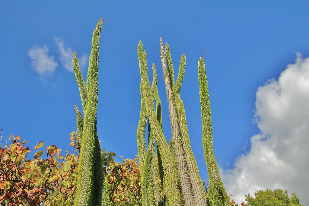 Foto: Dino Park - Callosa d`en Sarrià (Alicante), España