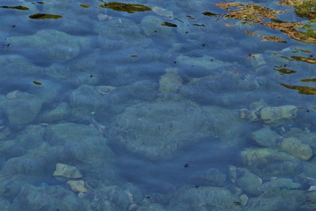 Foto: Fuentes del Algar - Callosa d`en Sarrià (Alicante), España