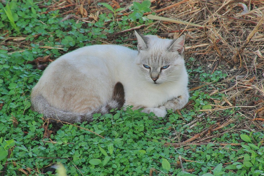 Foto: Gatito - Villajoyosa (Alicante), España