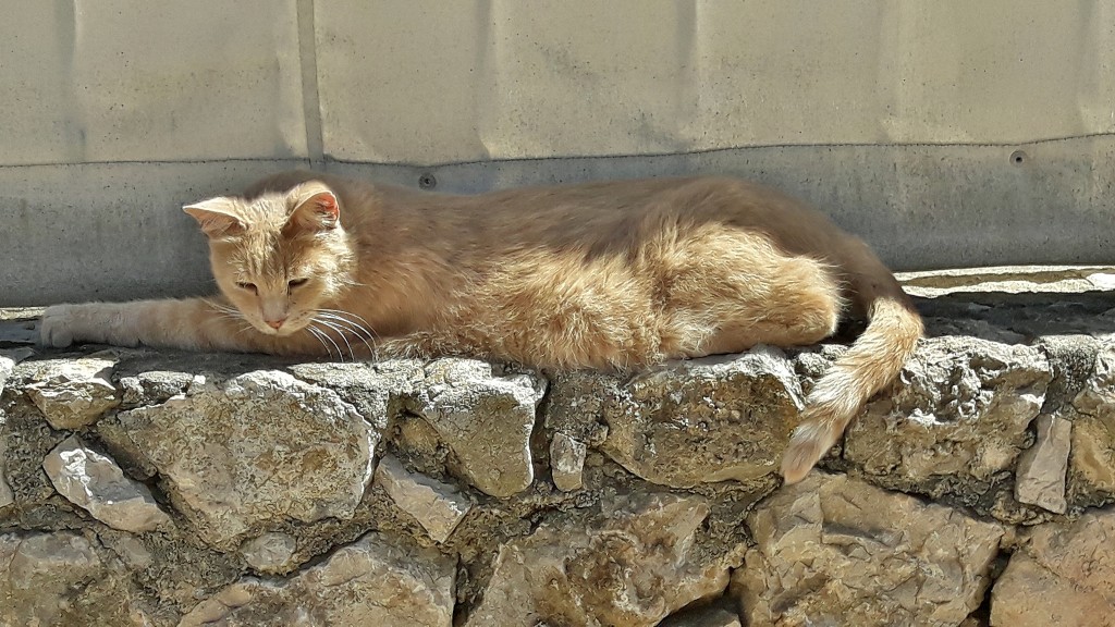 Foto: Gatito - Sant Martí d´Empuries (Girona), España