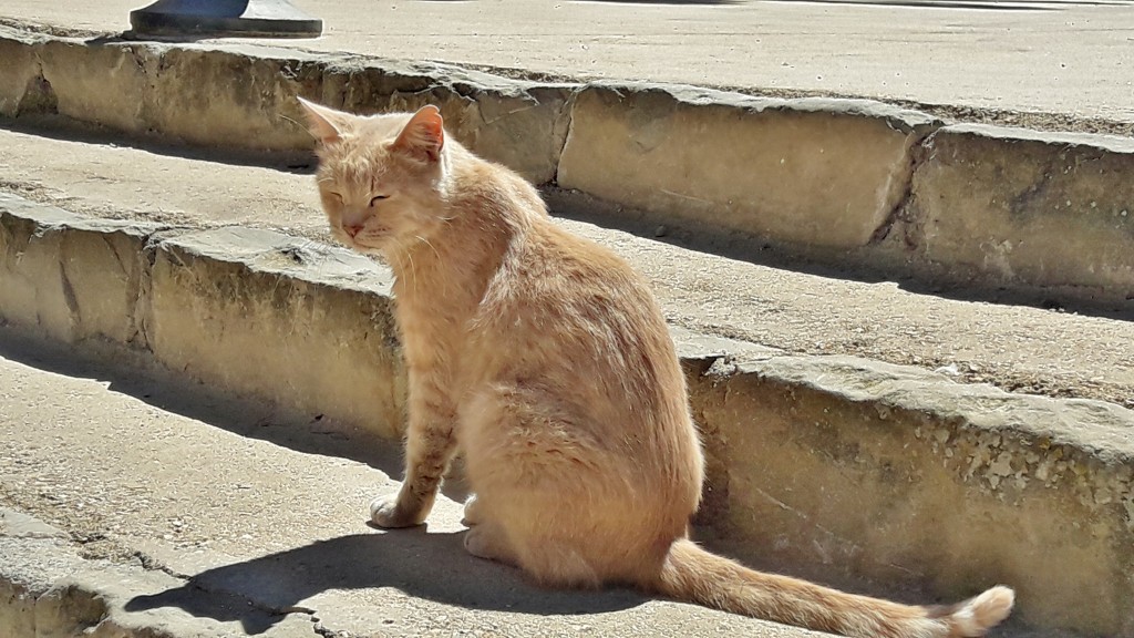 Foto: Gatito - Sant Martí d´Empuries (Girona), España