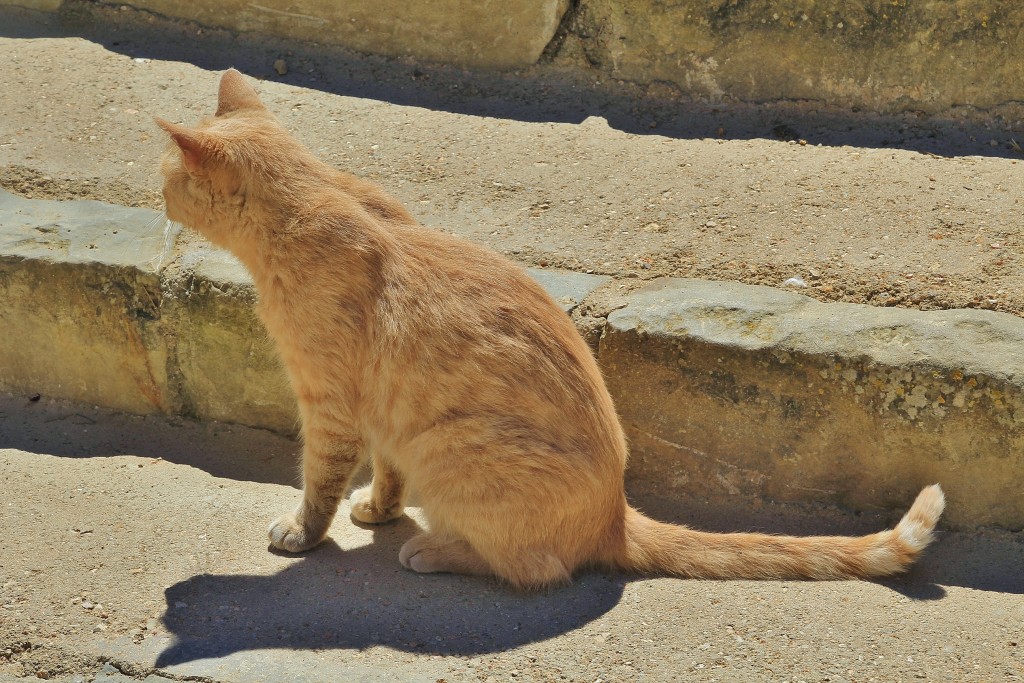 Foto: Gatito - Sant Martí d´Empuries (Girona), España