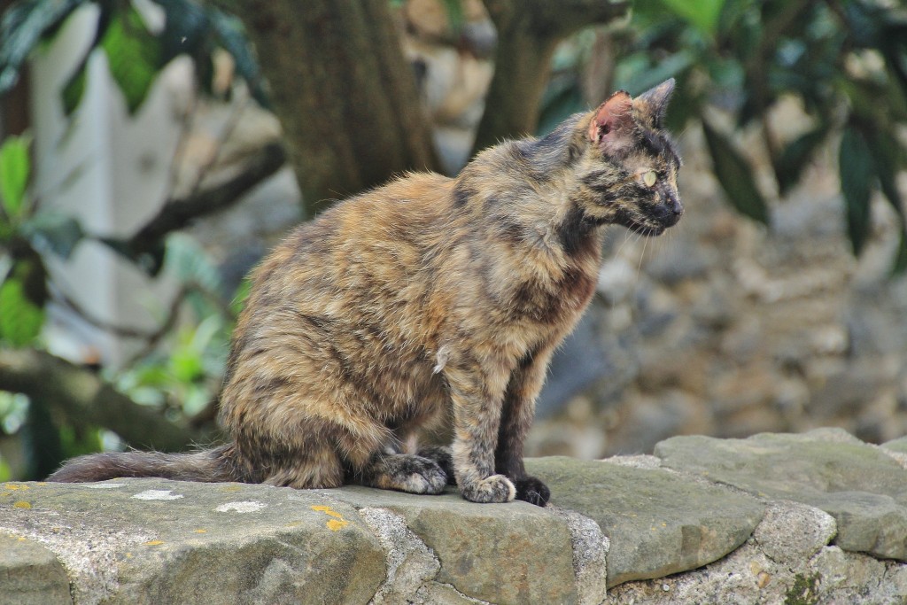 Foto: Gatito - Castellfollit de la Roca (Girona), España