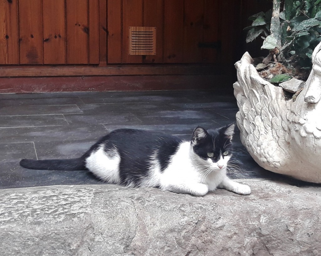 Foto: Gatito - Castellfollit de la Roca (Girona), España