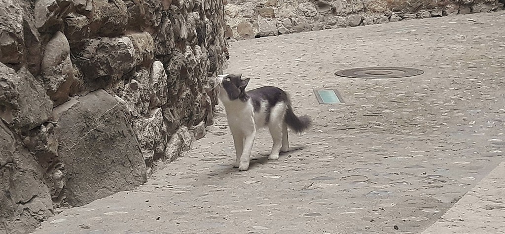 Foto: Gatita - Besalú (Girona), España