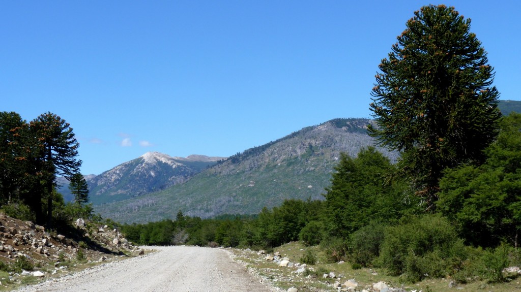 Foto: Parque Nacional Lanín. - Aluminé (Neuquén), Argentina