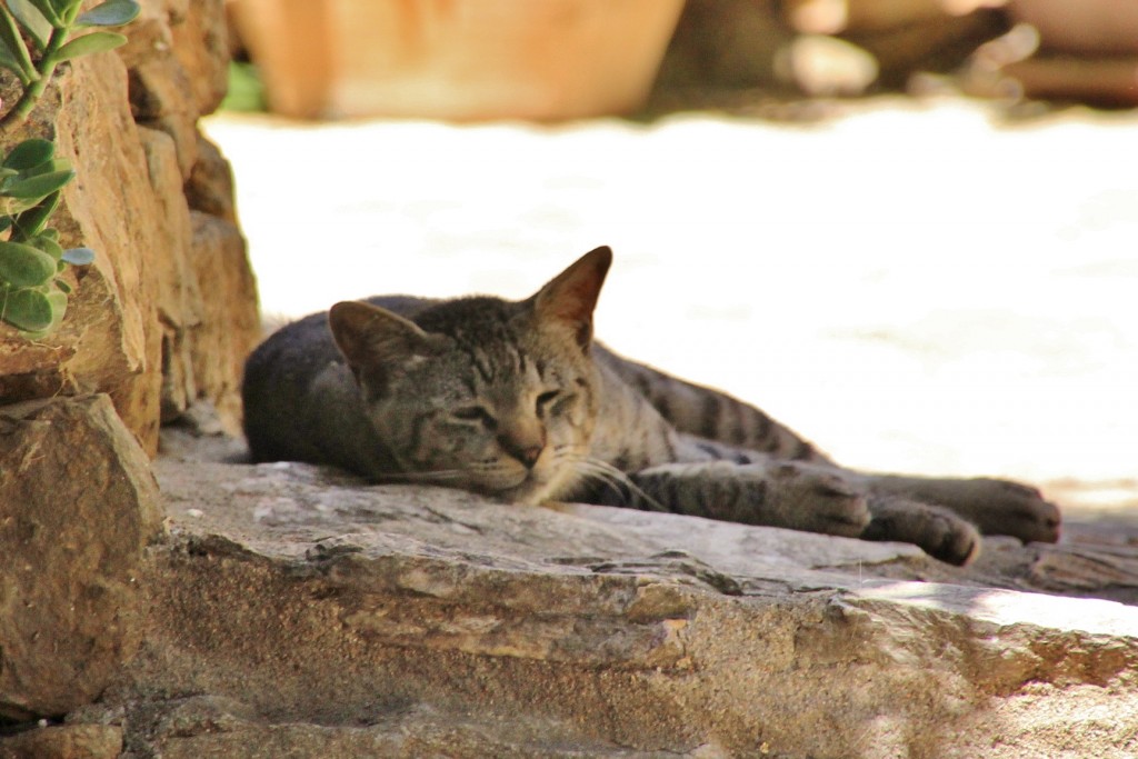 Foto: Gatito - Palau-Sator (Girona), España