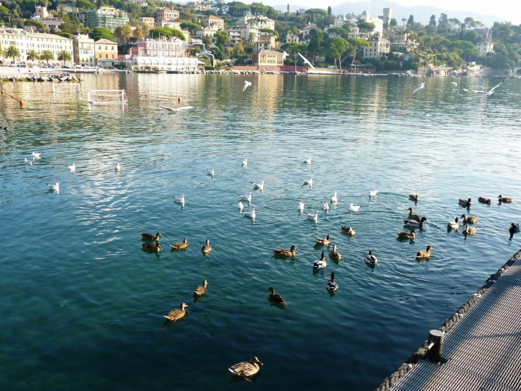 Foto: Santa Margherita Ligure - Génova (Liguria), Italia