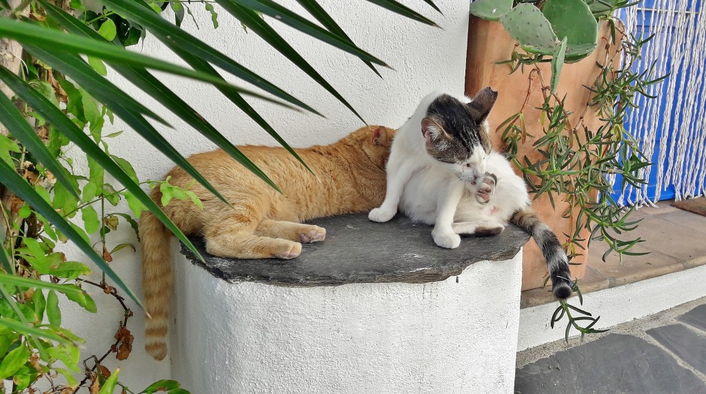 Foto: Gatitos - Cadaqués (Girona), España