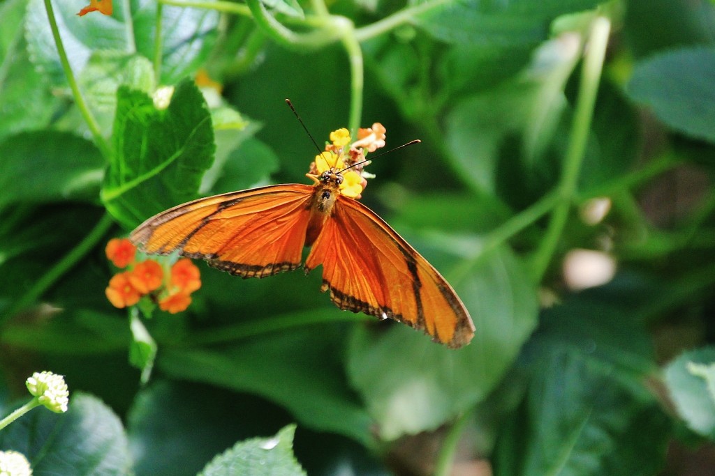 Foto: Butterfly Park - Castelló d´Empuries (Girona), España